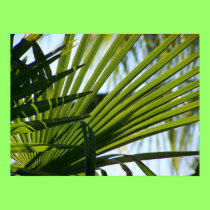 Crossed Palms poster posters