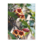 Crossvine Postcard