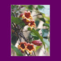 Crossvine Postcard
