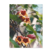 Crossvine Postcard by naturegirl7 Crossvine Postcard