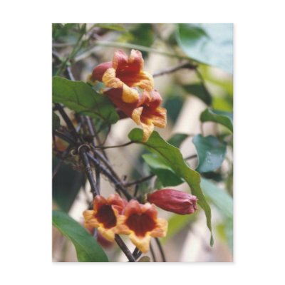 Crossvine Postcard by naturegirl7