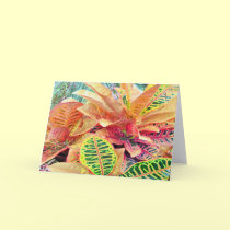 Croton Color cards