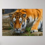 Crouching Bengal Tiger Hunting Prey Posters