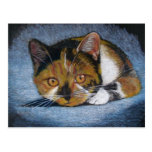 CROUCHING CAT: COLOR PENCIL POSTCARDS