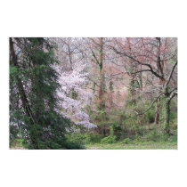 Crouching Tiger, Hidden Cherry Blo... - Customized posters by PBgallery Crouching Tiger, Hidden Cherry Blo... - Customized posters