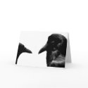 Crow and Raven cards
