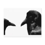 Crow and Raven Postcards