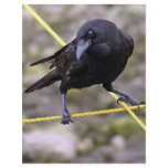 Crow at Crossroads flyers