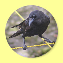 Crow at Crossroads magnets