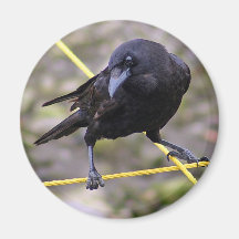 Crow at Crossroads Fridge Magnets
