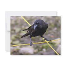 Crow at Crossroads invitations by paulnsheryl Crow at Crossroads invitations