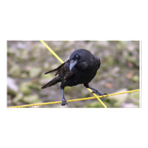 Crow at Crossroads photo cards by paulnsheryl Crow at Crossroads photo cards