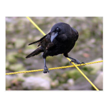 Crow at Crossroads Postcard