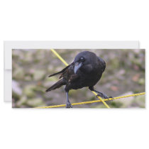 Crow at Crossroads Full Color Rack Card