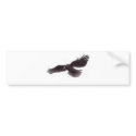 Crow bumper stickers