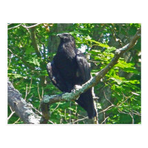 Crow Coordinating Items Post Cards
