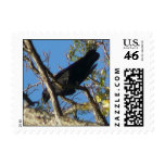 Crow Daddy Postage Stamp