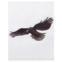 Crow flyers