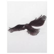 Crow letterhead