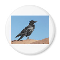crow magnet
