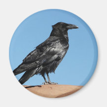 crow magnet