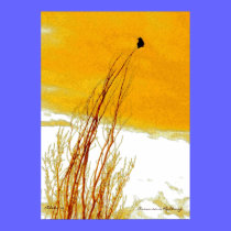 Crow on a Redtwig Dogwood posters