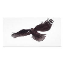 Crow Photo Greeting Card