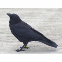 Crow photo sculptures