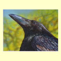 Crow postcards