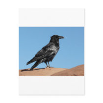 crow postcards
