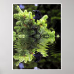 CROW RIVER - Crow in a Tree Art Poster