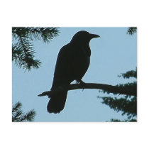 Crow Sitting in Tree postcards