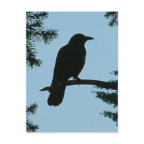 Crow Sitting in Tree postcards