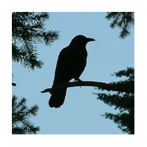 Crow Sitting in Tree t-shirts