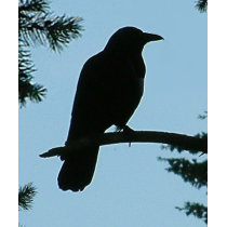 Crow Sitting in Tree t-shirts