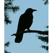 Crow Sitting in Tree t-shirts
