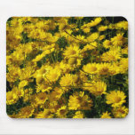 crown daisy, daisy, flower, flowers, floral,