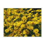 crown daisy, daisy, flower, flowers, floral,