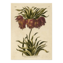 Crown Imperial posters