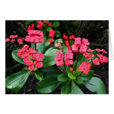 Crown of Thorns Bouquet Greeting Cards by moonrisings