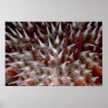 Crown of thorns starfish posters