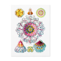 Crown or Helmet Jellyfish Post Card