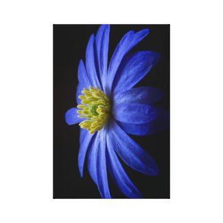 Crowned Anemone Sapphire Canvas Print