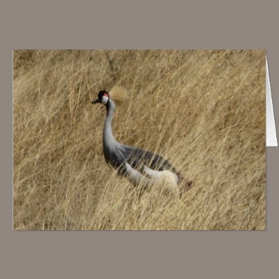 Crowned Crane Greeting Cards by spuga2000
