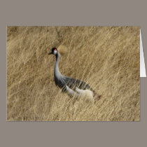 Crowned Crane cards