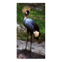crowned crane posters by eunicorn crowned crane posters