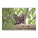 crowned lemurs posters