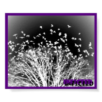 Crows Poster posters