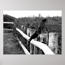 Crows Poster