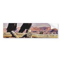 Crows Ravens Birds Black bumper stickers by lifesphere Crows Ravens Birds Black bumper stickers